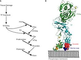 A serine loop in tissue factor mediates substrate selectivity by the tissue  factor–factor VIIa complex - Journal of Thrombosis and Haemostasis
