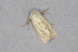 Image result for Photedes extrema