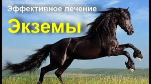 как избавиться от экземы на руках в домашних условиях Lechenie Ekzemy Na Rukah I Nogah Kak Vylechit Ekzemu Narodnymi Sredstvami 3 Vse Ishut Etot Recept Youtube Zhenskoe Zdorove Zdorove Recepty