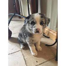 4 Males And 1 Female Australian Shepherd Puppies Australian Shepherd Puppies Puppies Australian Shepherd