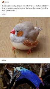 Bird That Sounds Like A Squeaky Toy Uk Funny Image By Elisa Giling Cute Funny Animals Funny Animals Funny Animal Pictures