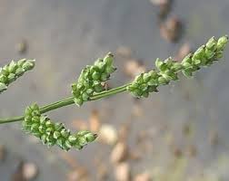 Image result for Echinochloa colona