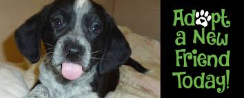 Safe haven puppy rescue reston, va 20190 email: Adopt