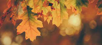 Book thanksgiving dinner now in dallas. Thanksgiving