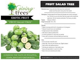 Fruit salad trees are made by grafting the mature scion material from various fruit trees to a rootstock. Exotic Fruit Tree Production