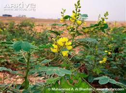 Image result for Senna italica