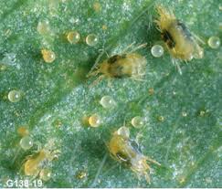 Image result for spider mites on cucumbers