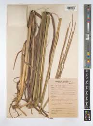 Image result for Urelytrum agropyroides