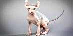 5 Hairless Cat Breeds — The Naked Truth - Catster