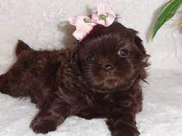 This Is Our Akc Liver Chocolate Shih Tzu Named Coco When She Was Only 5 Weeks Old Www Akchocolateshihtzus Com Or 903 520 765 Shih Tzu Puppy Shih Tzu Puppies