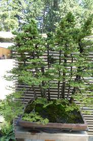 Ezo Spruce Bonsai Ellie M Hill Bonsai Terrace Which Features Seasonally Rotating Bonsai Specimens On Lo Portland Japanese Garden Oregon Garden Chinese Garden