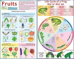 Botany Charts Mitosis In Plant Chart Manufacturer From New