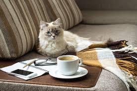 How Much Does It Cost To Own A Cat In Chicago Windy City Paws