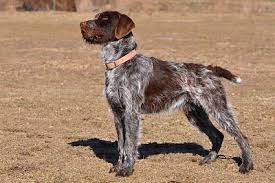 Look at pictures of wirehaired pointing griffon puppies wirehaired pointing griffons are hunting dogs, so they have a high prey drive that may mistake an unfamiliar cat for prey. 86 Beams Ideas Dog Breeds Dogs Hunting Dogs
