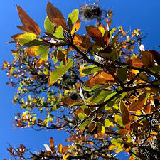 Recent research from southern live oak 13 How To Identify Oak Wilt Arborcare Consulting