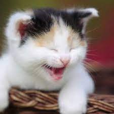 We did not find results for: 7 Meme Kucing Lucu Terkait Cinta Bikin Susah Nahan Tawa Ragam Bola Com