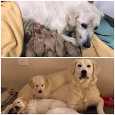 Theresa strader, nmdr's founder and executive director, rescued lily from a dog auction in missouri. 100 Puppies Born After Dogs Seized From Alleged U P Puppy Mill Mlive Com