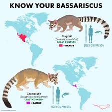 Image result for Artabotrys collinus