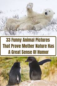 33 Funny Animal Pictures That Prove Mother Nature Has A Great Sense Of Humor Animals Funny Humor Mother Wild Life Animals Animal Pictures Funny Pictures