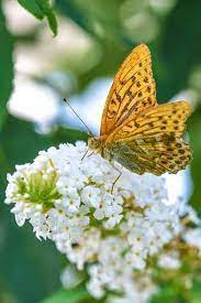 Pin En Imagenes Naturaleza Nature Gratis