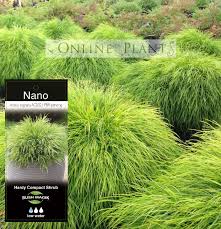 Image result for Carex cognata