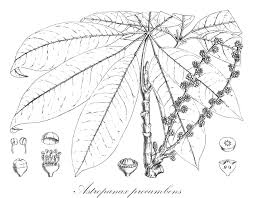 Image result for Astropanax