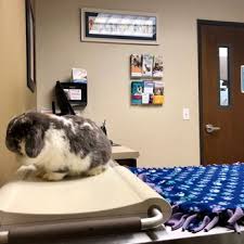 Maybe you would like to learn more about one of these? Arlington Veterinary Hospital 24 Photos 25 Reviews Veterinarians 7728 204th St Ne Arlington Wa Phone Number