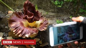 Bunga rafflesia arnoldii merupakan salah satu tumbuhan parasit yang hidup dengan cara menyerap saripati dari tumbuhan inang. Bunga Bangkai Ditemukan Di Sukabumi Dan Kudus Bukan Tumbuhan Langka Bbc News Indonesia
