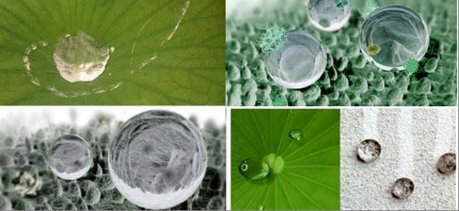 Resultado de imagen de hojas de loto en microscopio"