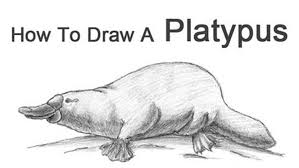 How To Draw Animals 50 Free Tutorial Videos To Help You Learn Step By Step In 2021 Animal Drawings Drawings Platypus