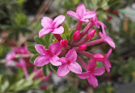 Image result for Thymelaeaceae