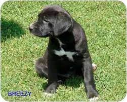 #duncan donut pup #yellow lab #lab puppy #11 months #labrador retriever #dogblr. Little Falls Mn Newfoundland Meet Breezy A Pet For Adoption