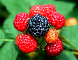 Image result for Rubus adolfi-friederici