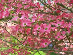 Sebbene sia visto e stravisto e forse a molti venuto a noia, bisogna dire che questo grande arbusto che può essere allevato ad albero a fusto singolo è spesso piantato a sproposito e coltivato male. Alberi Da Fiore Piante Da Giardino Alberi Da Fiore Giardino
