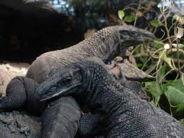 Black And White Lizard Australia My Black Roughneck Monitors Monitor Lizard Lizard Animals