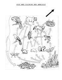 Food Web Coloring Sheet Scope Of Work Template Food Web Life Science Coloring Pages