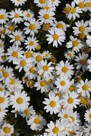 Birbirinden renkli ve güzel kilit ekranı duvar kağıtları ile cep telefonla. Cicekli Duvar Kagidi Telefon Cicek