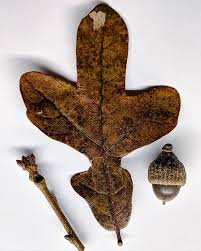 Image result for Margaretta rosea