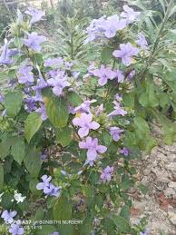 Image result for Barleria grandipetala