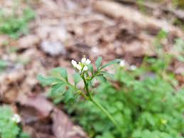 Image result for Cardamine obliqua