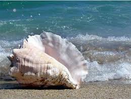 Kết quả hình ảnh cho ốc biển