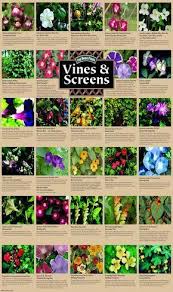 Anna Vines Garden Design Gardenvines Plants Garden Vines Climbing Plants
