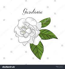 Hand Drawn Gardenia Flower Element Vector Flower Drawing Gardenia Tattoo Floral Drawing