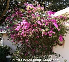 Image result for Bougainvillea sp. cultivar