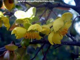 Image result for Ochna pretoriensis