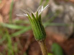 Image result for Gerbera piloselloides