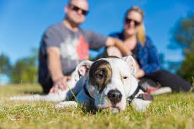 Feature Pit Bull Bylaws Questioned In Richmond As Dog