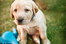 Hiccups, just like in humans, are quite common in dogs, especially in the puppies. What To Do When Your Puppy Gets The Hiccups Daily Paws