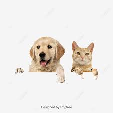 En el interior hay una ventana emergente de 2 gatos lindos en una cesta y feliz cumpleaños los gatos son marrones y negros o negros y rojos. Perros Y Gatos Perros Perro Gato Perrito Png Imagen Para Descarga Gratuita Pngtree