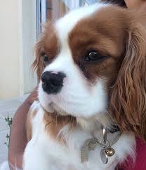 Cavalier King Charles De L Elevage Du Elevage De La Maison Du Ryez Facebook